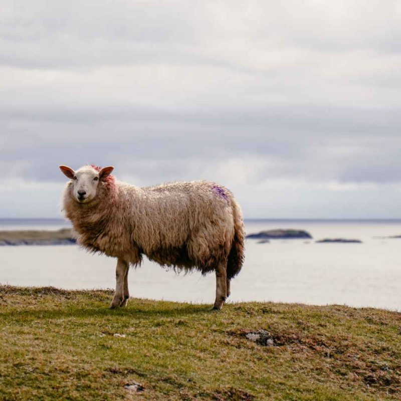 sheep on hill at Connemara-Wild Atlantic Way